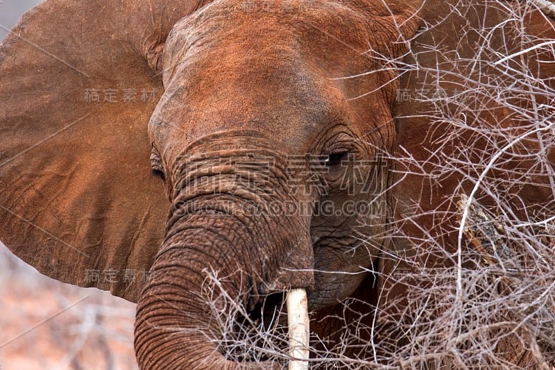 非洲大象- Tsavo East，肯尼亚