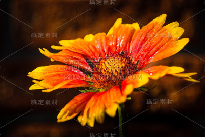 毯子的花