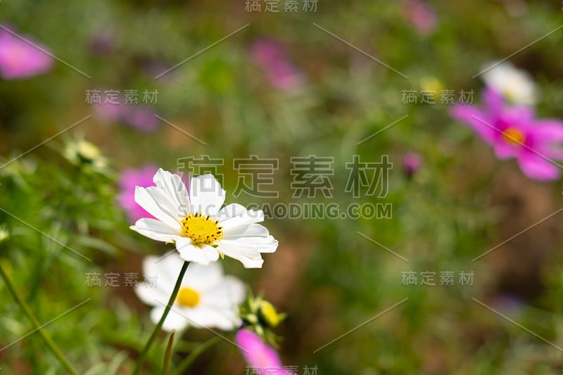 粉红色的宇宙花盛开的背景。副本的空间。