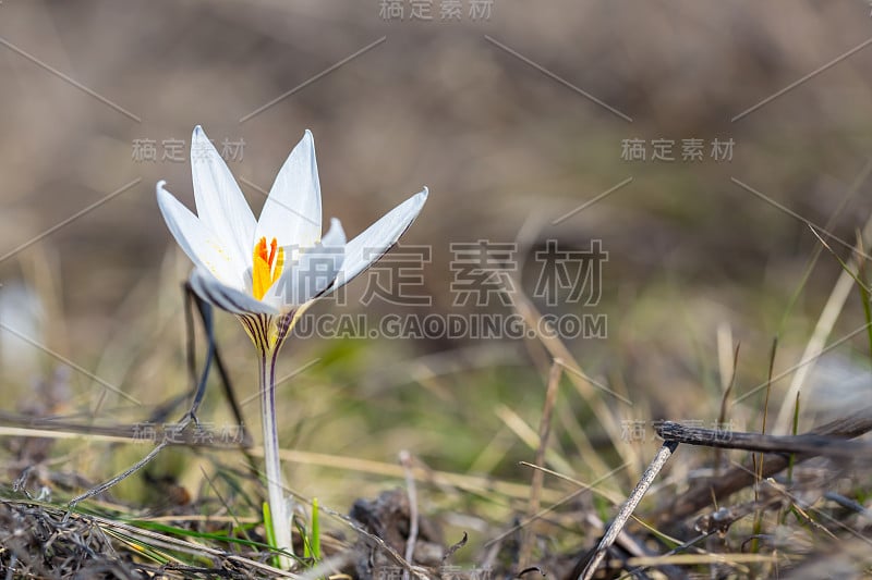 近距离的白色藏红花草原干草