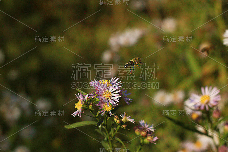 蜜蜂在花上采集花蜜。Olearia花