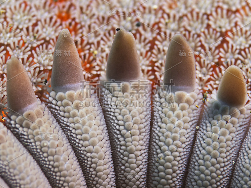 红冠星(Astropecten aurantciacus)的细节