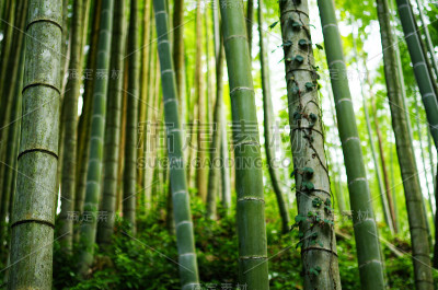 竹林