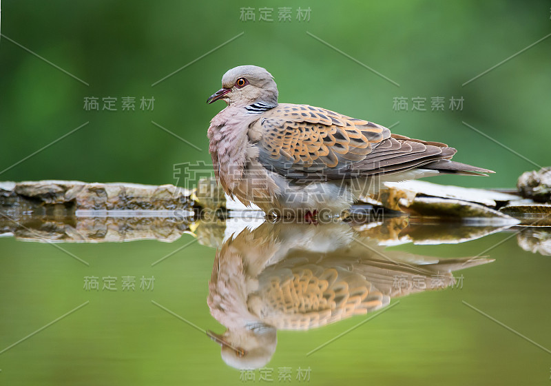 鸠坐在饮水池塘边