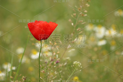 索默维塞