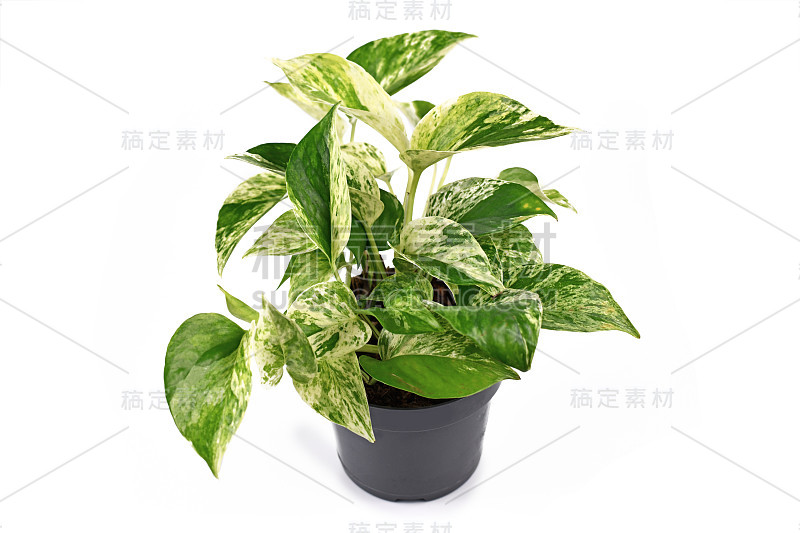 热带“Epipremnum Aureum Marble Queen”盆栽室内植物，孤立在白色背景上