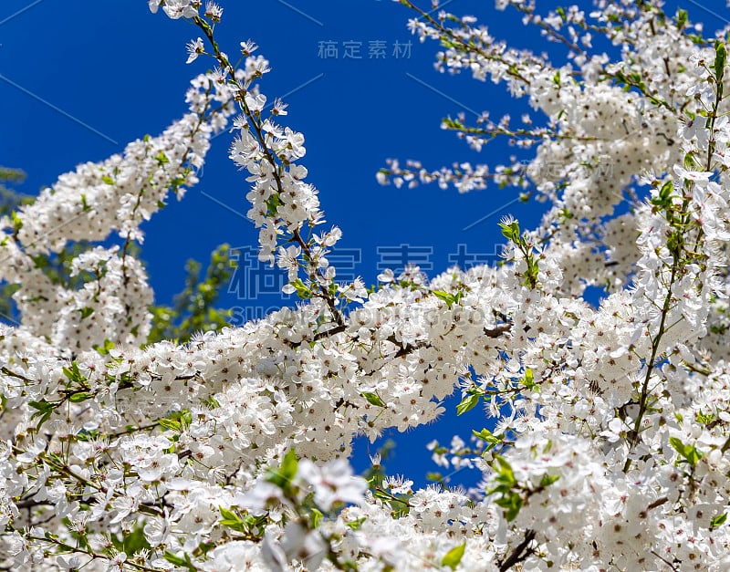 开花树(苹果，李，樱桃，梨)在春天的时间(春天的背景与白色的花)。阳光灿烂的日子