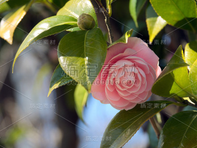 Camellia-Camellia粳稻——花
