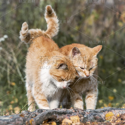 猫