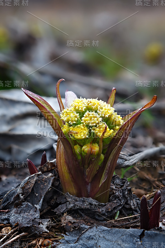 菱形花，多年生草本植物。