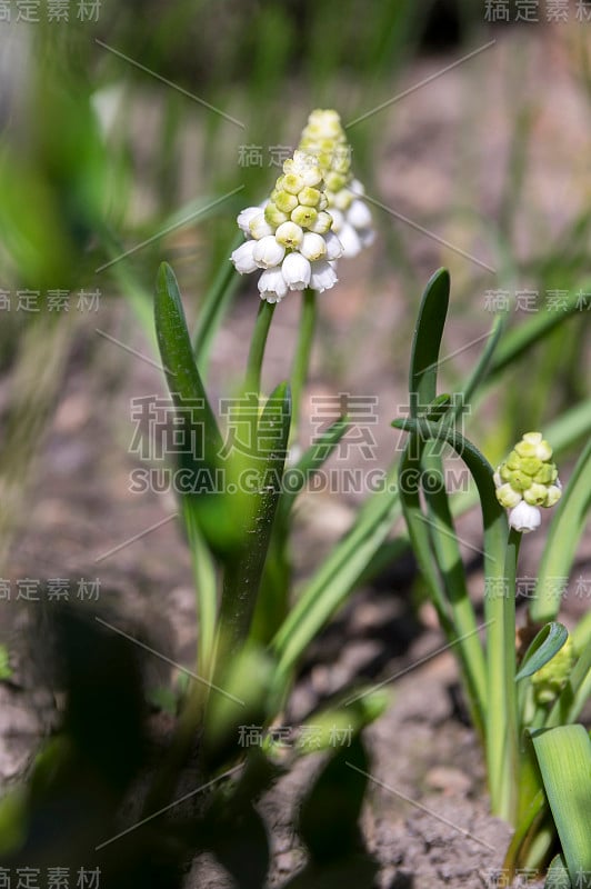 杏树开花，白葡萄风信子开花，