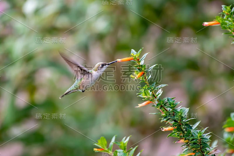 蜂鸟在吃橙花