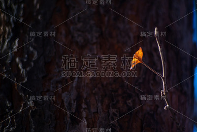 秋天的阳光落在一棵苹果树的干叶子上