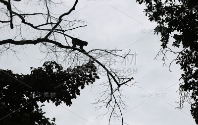 猴子的剪影在树间跳跃