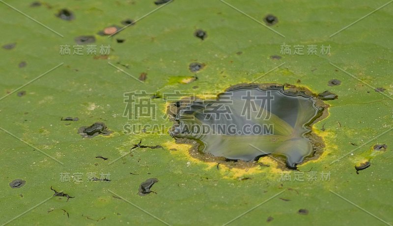 特写大绿叶的维多利亚睡莲，维多利亚王菊，维多利亚亚马逊在水面上的花园。