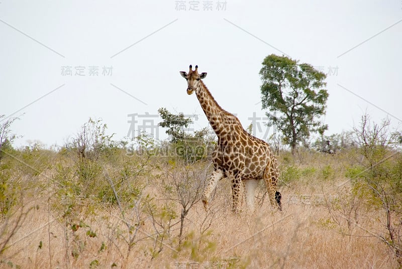 大草原雄性长颈鹿(长颈鹿)