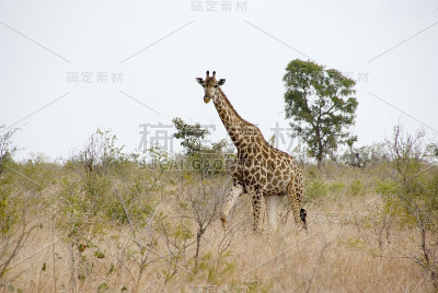 大草原雄性长颈鹿(长颈鹿)