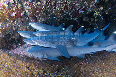 条海礁鲨