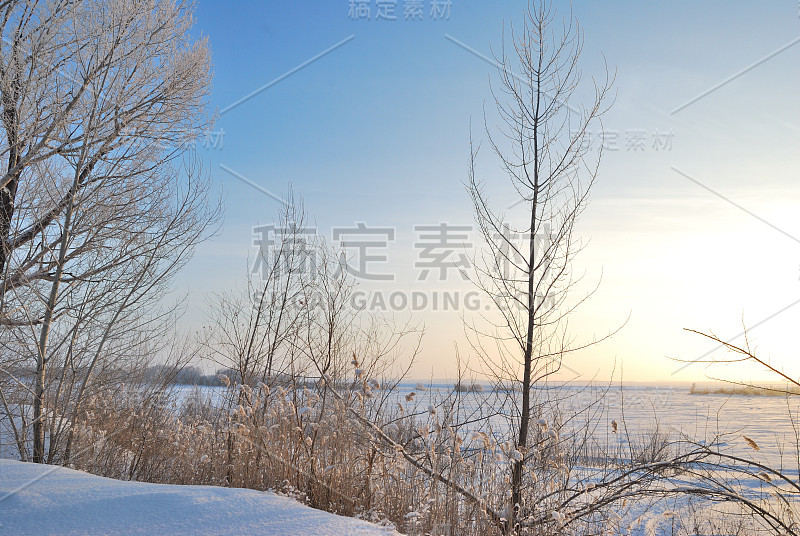 俄罗斯鄂木斯克地区，植物被雪覆盖