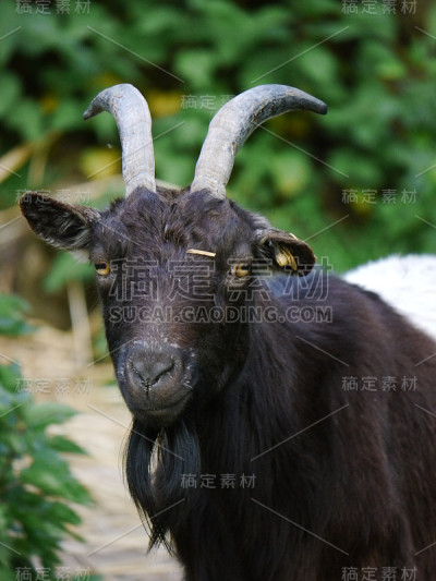 黑毛山羊