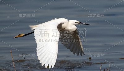 小白鹭飞