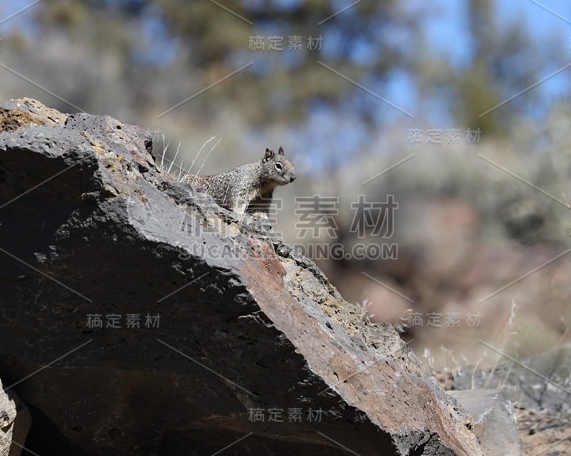 岩石上的加利福尼亚地松鼠