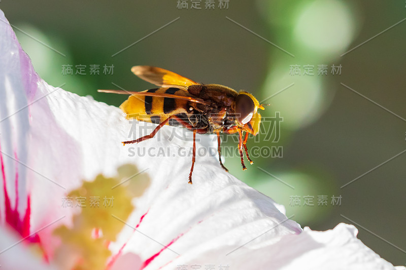 带状小卷草、大黄蜂仿照食蚜蝇，近距离传粉