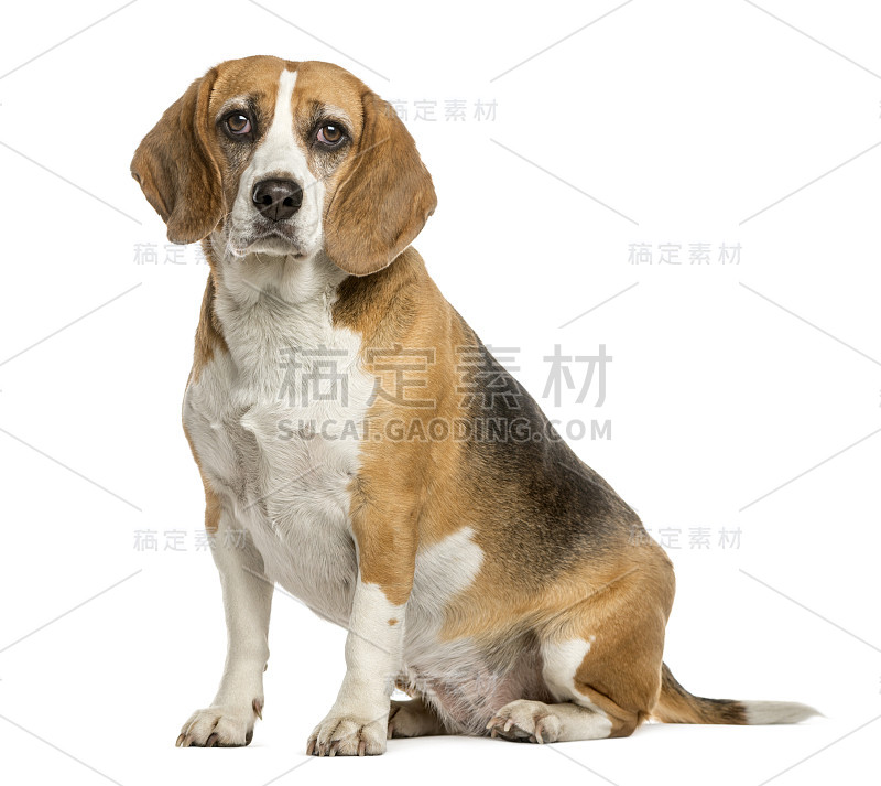 小猎犬坐在白色背景前