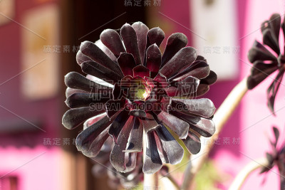 Aeonium arboreum个