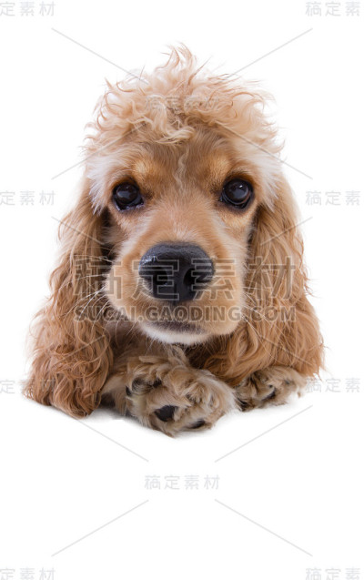 一个可爱的狗看着相机的特写