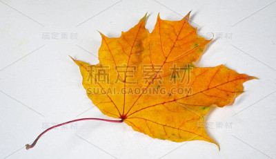 秋天的枫叶