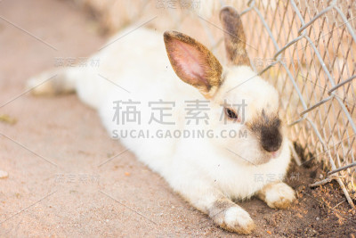 兔子