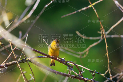 小金翅雀在树上