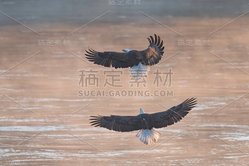 白头鹰在耀眼的阳光下飞过雾蒙蒙的河流