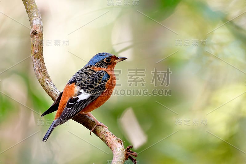 白喉岩画眉(Monticola gularis)色彩鲜艳的鸟，有迷彩的棕色、蓝色、黑色和白色的羽毛栖