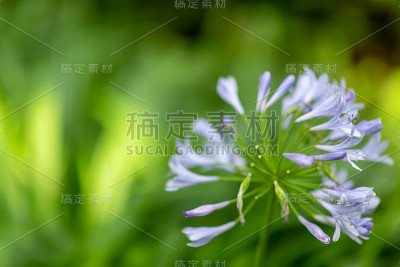 爱情花