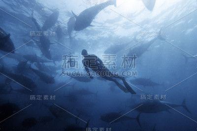 游泳在金枪鱼