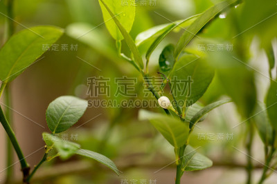 酸橙花