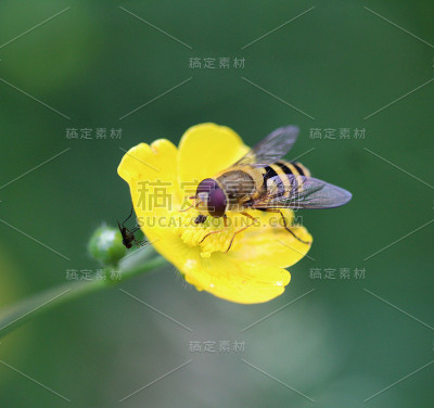 食蚜蝇(Syrphus ribesii)