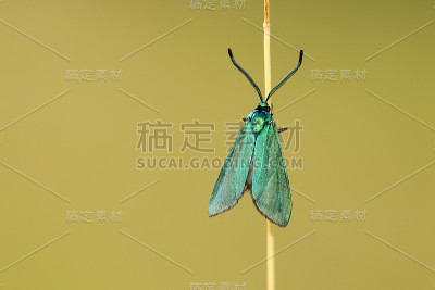 格伦维德琴