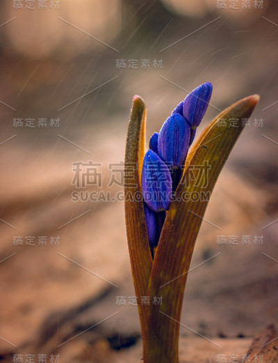 雪花莲