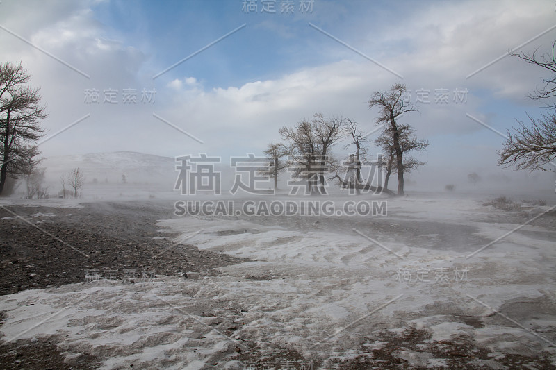 阿尔泰草原树木雾雪