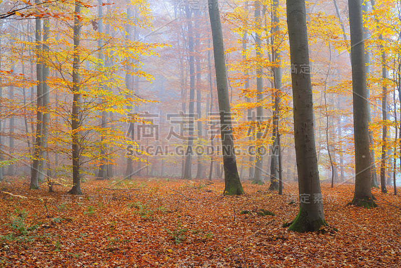 在美丽的山毛榉林中，有神秘的晨雾。秋天的树木有黄色和橙色的叶子。德国海德堡