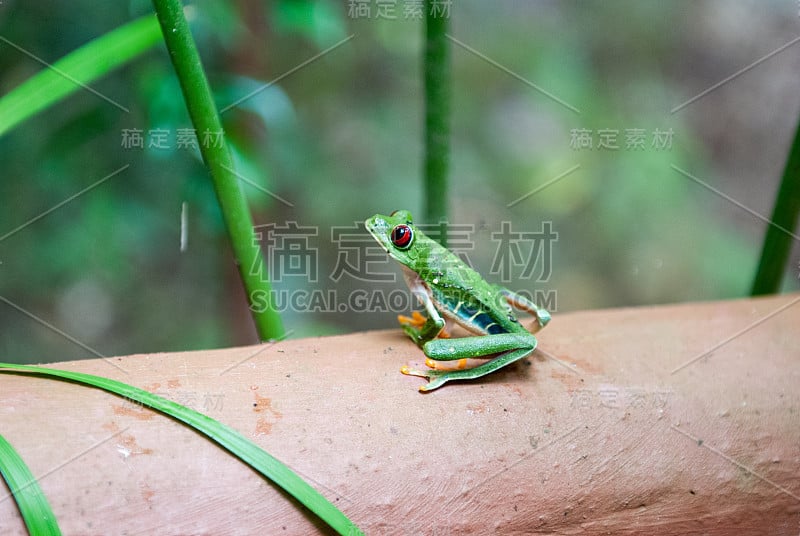 红眼叶(树)蛙