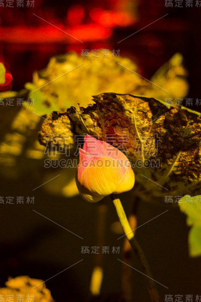 垂直近距离拍摄的荷花在泰国