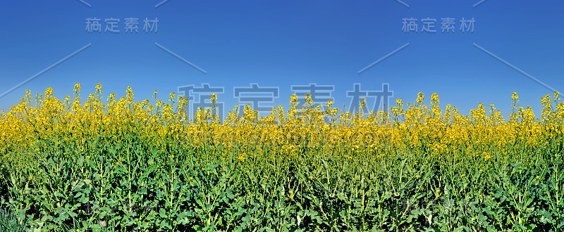 蓝天下的油菜田