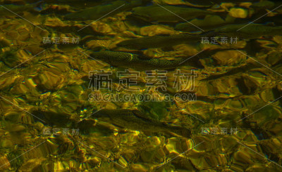 鱼在水里