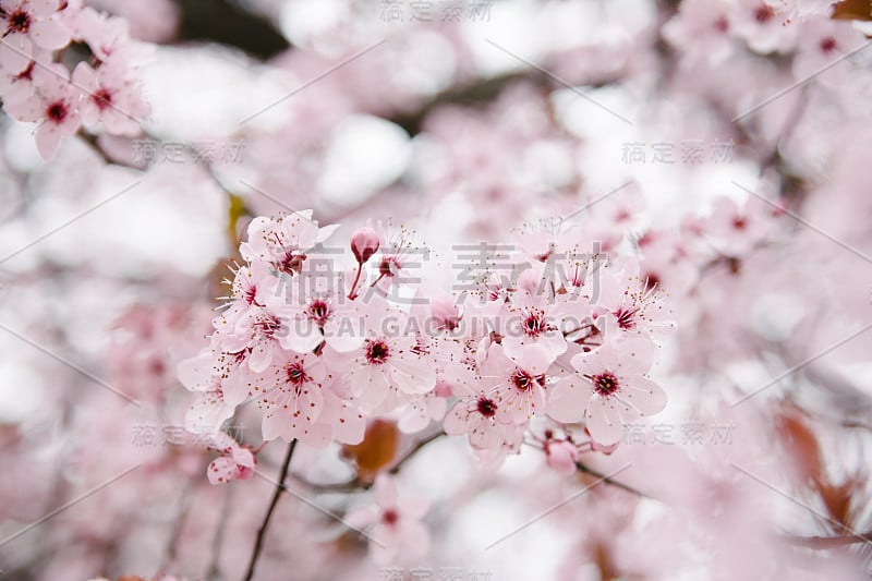 美丽的樱花在焦点。