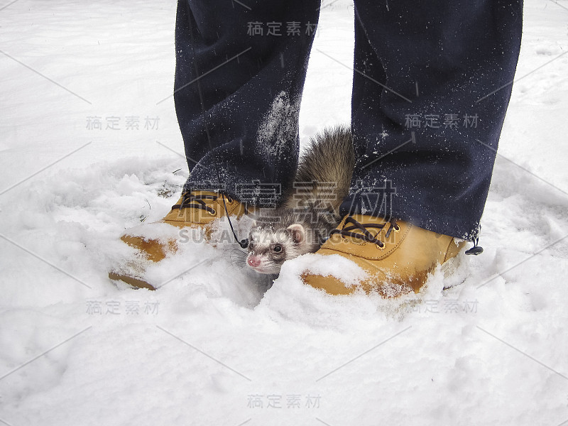 冬天雪地里两腿之间的小雪貂