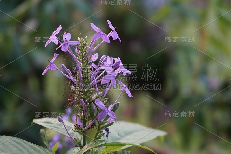 俗名蓝鼠尾草花绿叶在散景背景上